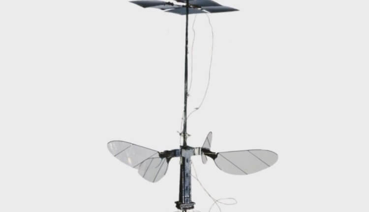 #видео | Самый легкий робот в виде насекомого работает на солнечной энергии