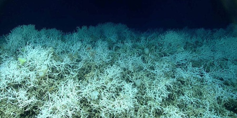 Найбільший у світі. Під Гольфстрімом знайшли велетенський глибоководний кораловий риф