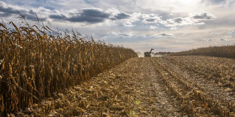 В Україні дорожчає земля. За рік обсяги угод зросли майже на 60%